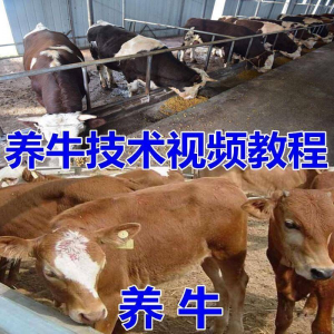 养牛养羊视频教程疾病防治挤奶牛场建设放牧饲养猪技术全套发育-淘宝虚拟仓