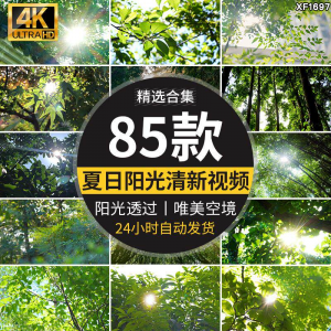 4K夏日阳光透过树叶森林空境升格大自然唯美清新绿叶实拍视频素材-淘宝虚拟仓